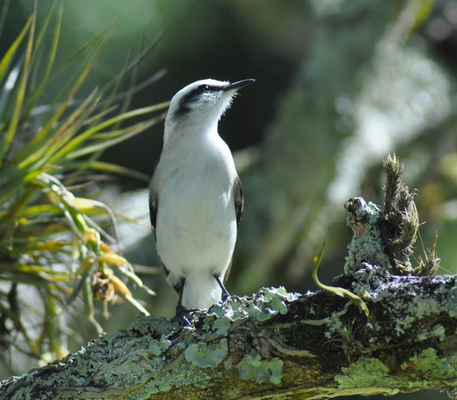 Black and white Brazilian bird