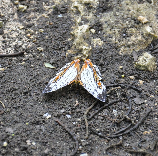 Could you approve please