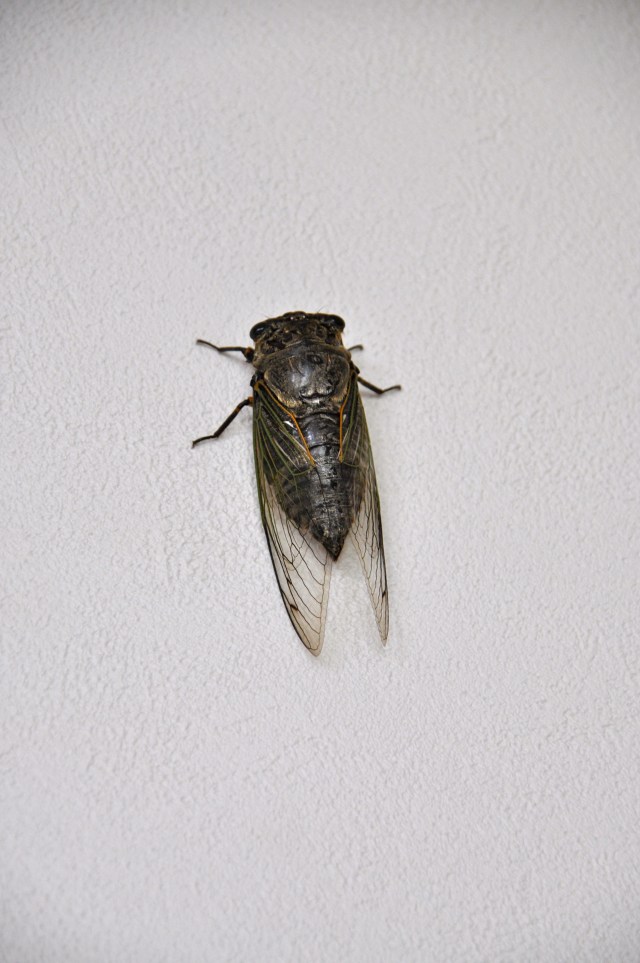 It is a huge cicada, about 5 cms long.
