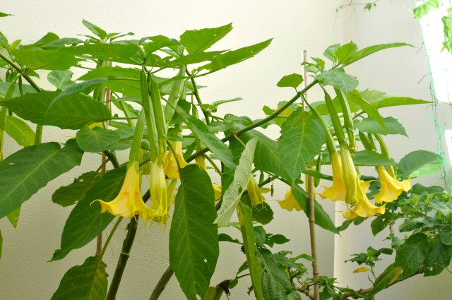 Second crop of Brugmansia