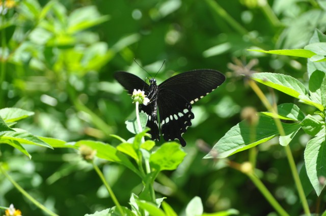 A black and white one