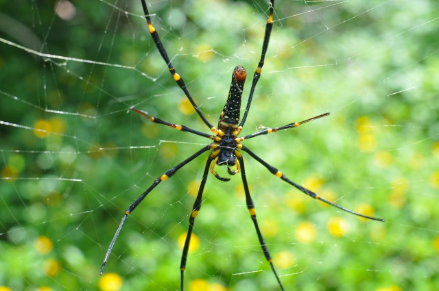 Big. Do not walk into these guys' web especially nose first.
