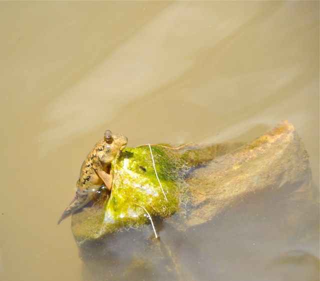 I wonder if Mudskippers worry about Tsunamis?
