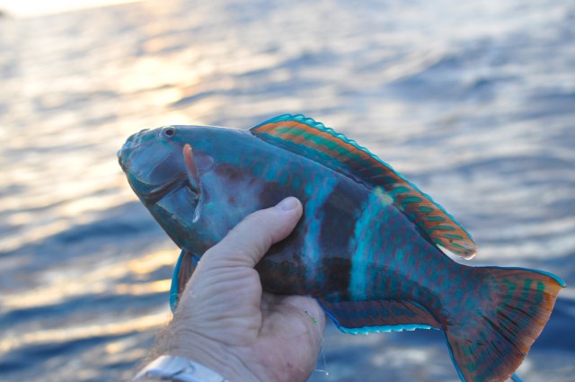 A reasonable Parrot fish. They are usually very argumentative.