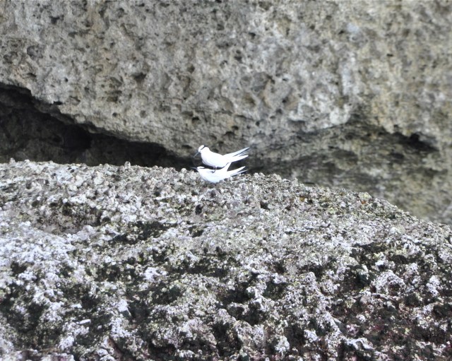 Black-naped terns playing leapfrog! You don't see that very often.