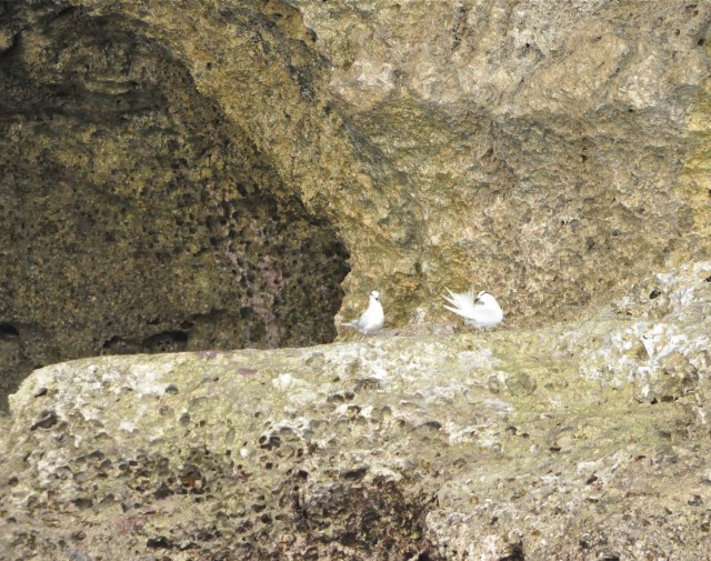 I find the secret nesting sites.