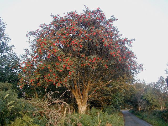 Oh there arose my father's pray'r In holy ev'ning's calm How sweet was them my mother's voice, In the martyrs' psalm Now a'are gane! We meet nae mair aneath the rowan tree But hallow'd thoughts around thee twine O'hame and infancy Oh rowan tree 