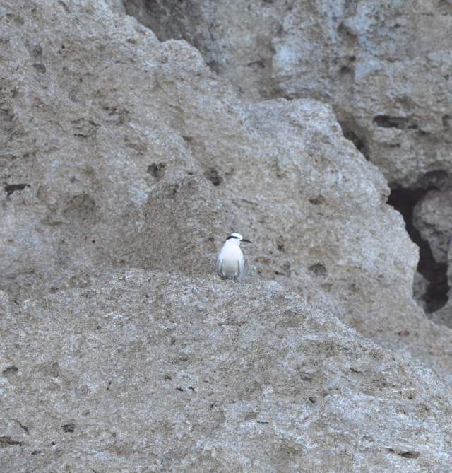 Sunday, sunnday (ba-da ba-da-da-da) So good to me (ba-daba-da-da-da)