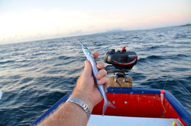 Incidentally, I have been catching a different kind of fish. This is a very small one. All the others have been enormous.