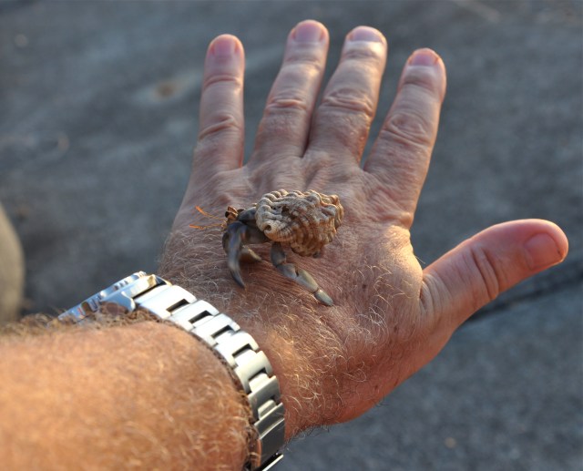 I consult a peripatetic hermit crab