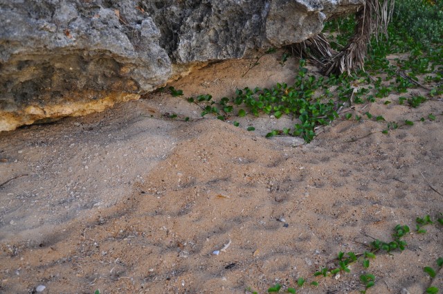 National Health does not get you much these days.