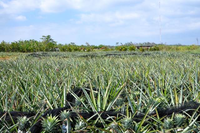 I cross the Valley of the Shadow of Pineapples