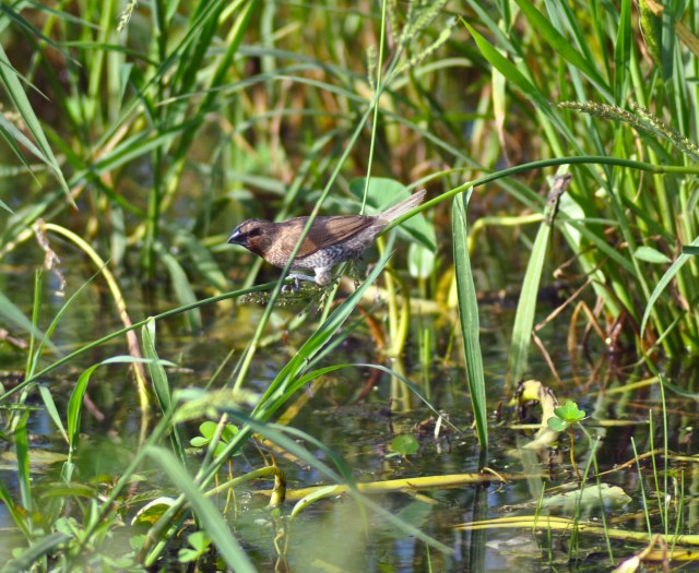 Yay! Scaly Breasted Munia