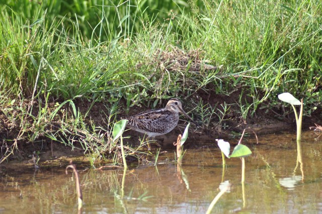 Common Snipe