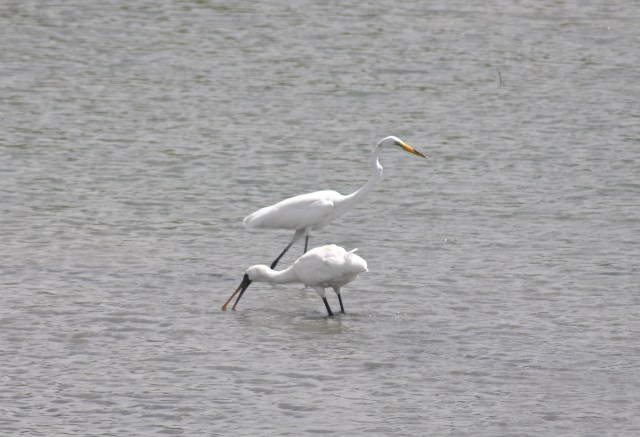 Whoa, Black Billed Spoonbill with her buddy Great White Egret