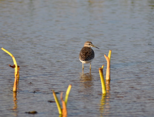 Wood Sandpiper, I think.