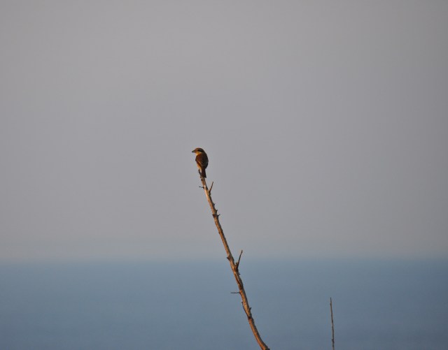 I see a Bull-Headed Shrike. Exceptionally rare.