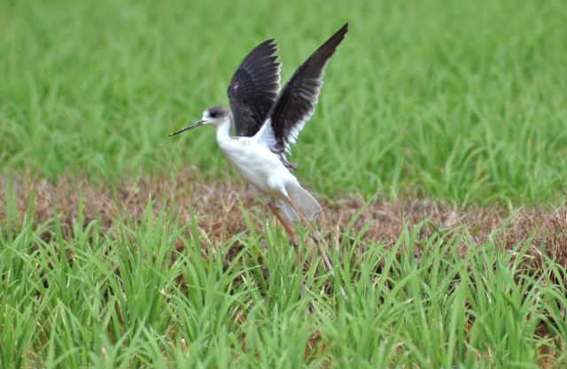 Black Winged Stilt flees or flies - you choose.