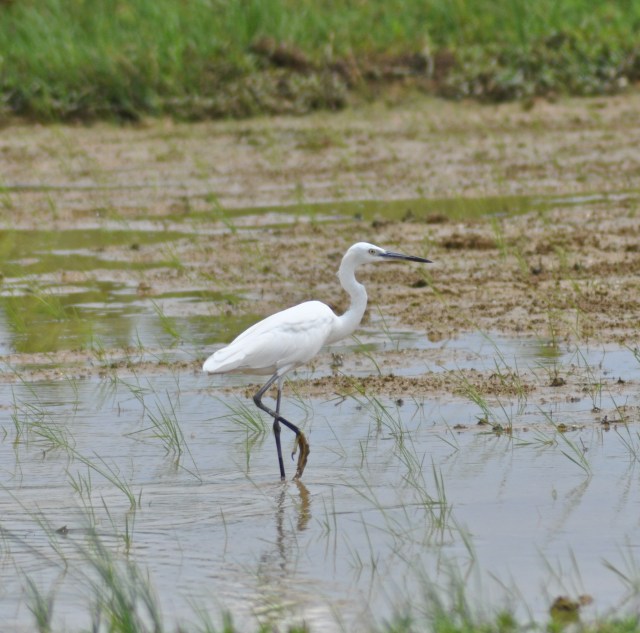 Little Egret - notice yellow foot