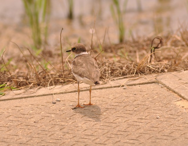 Little Ringed Plover worries