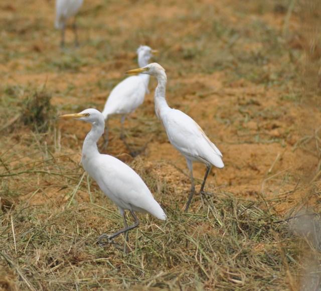Hot Cattle Egrets