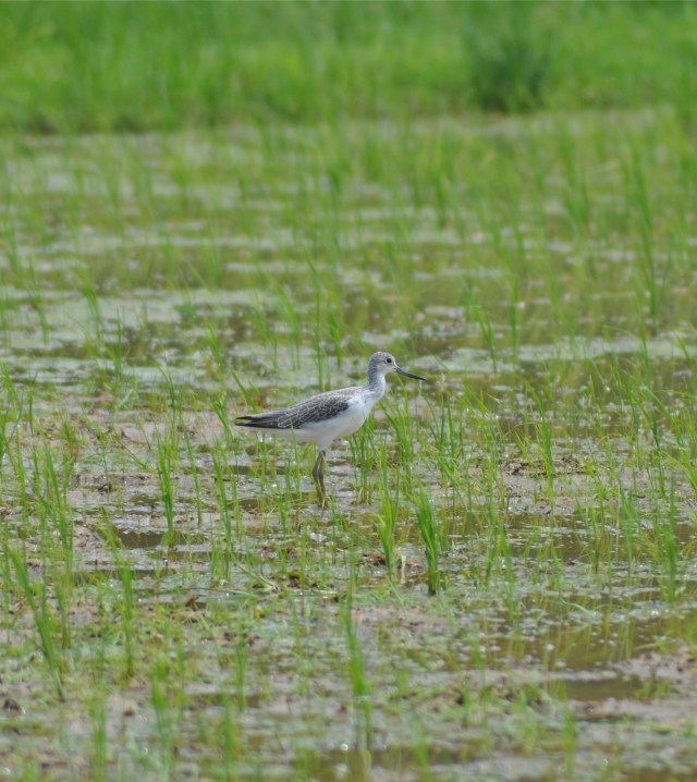Marsh Sandpiper