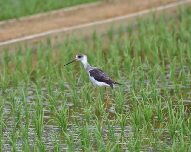 Black Winged Stilt - look at those legs