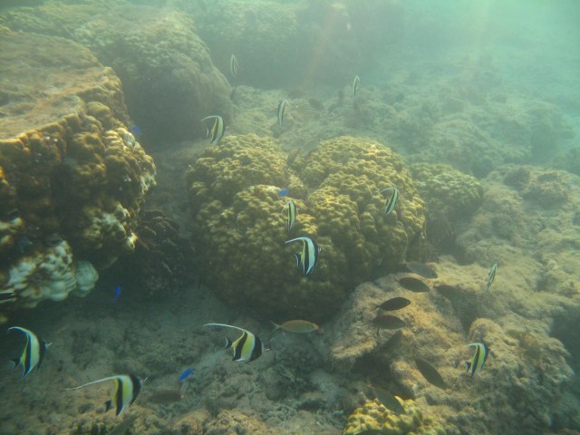 “Lord Polonius: What do you read, my lord?  Hamlet: Words, words, words.  Lord Polonius: What is the matter, my lord?  Hamlet: Between who?  Lord Polonius: I mean, the matter that you read, my lord.” 