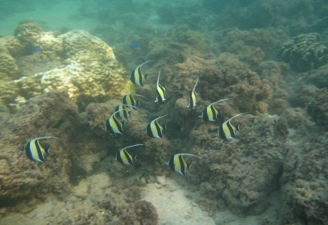 Thus conscience does make cowards of us all; And thus the native hue of resolution Is sicklied o'er with the pale cast of thought, And enterprises of great pith and moment With this regard their currents turn awry, And lose the name of action.--Soft you now! The fair Ophelia! Nymph, in thy orisons Be all my sins remember'd!” 