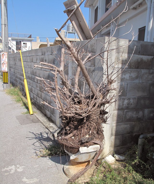 Probably should have re-potted this.