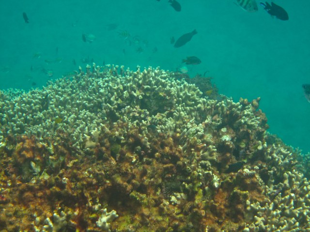 This what it is like under the sea 