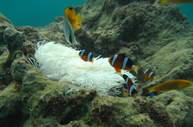 Coco the Clownfish with wife and family