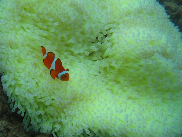 Different sort of clown fish