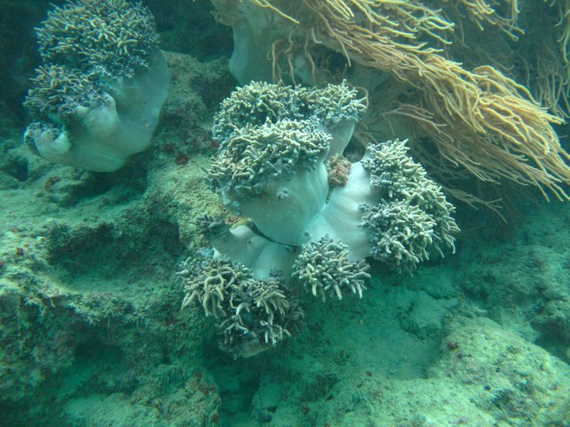 Amazing soft coral - spongey like a mushroom