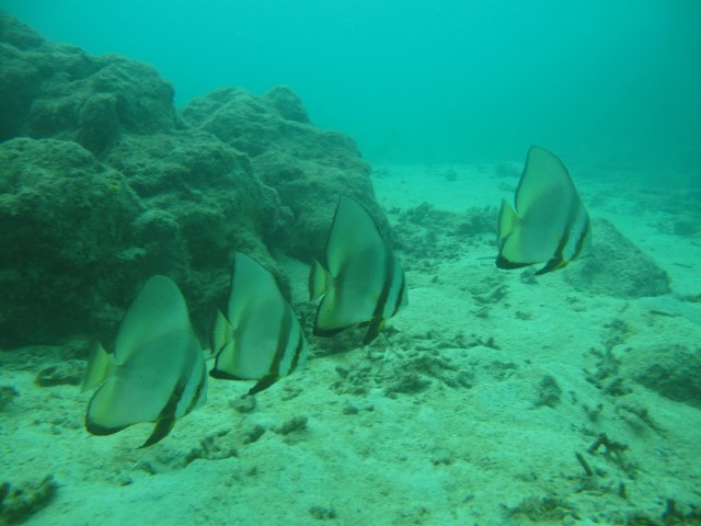 These are big - about 2 ft from top to bottom