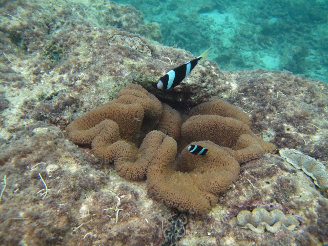 Another variety of clownfish.