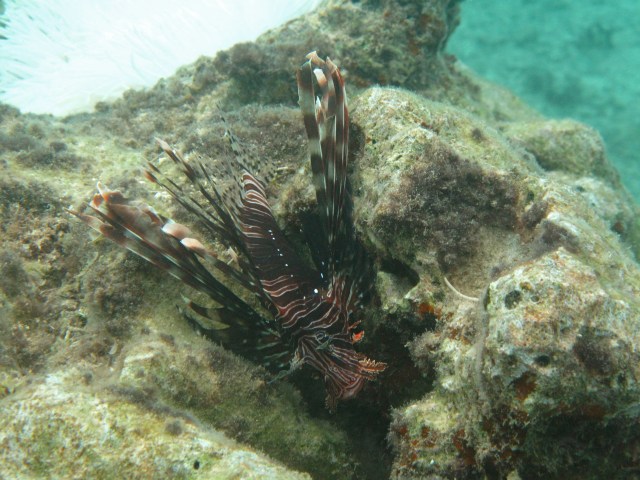 These mothers are dangerous . This one is about 18 inches long