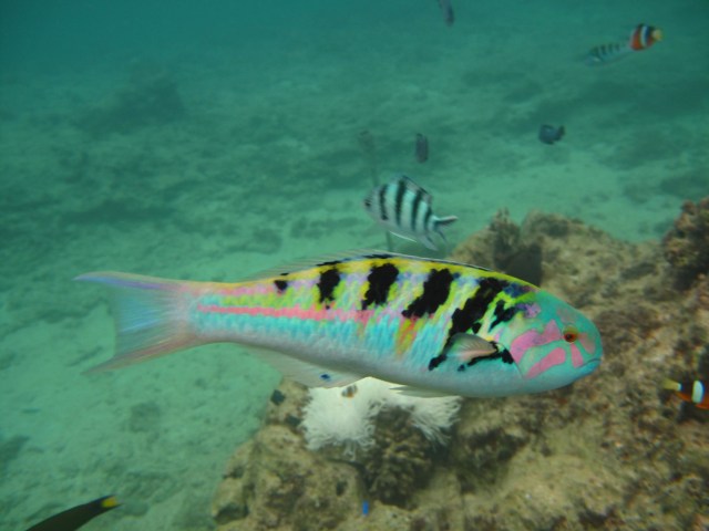 Joseph fish with coat of many colors