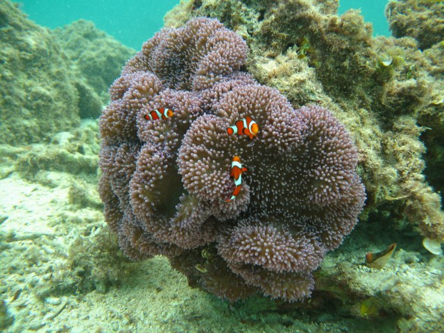 Bozo, Blinko and Frosty