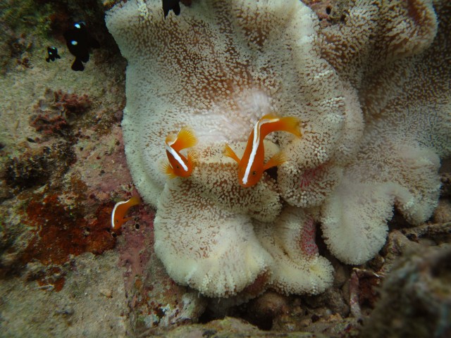 Bubbles, Beppo and Bindy