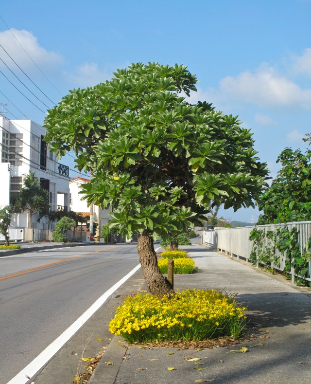 I mention these beds of brilliant lily things to a colleague. She said" Oh those are just weeds."