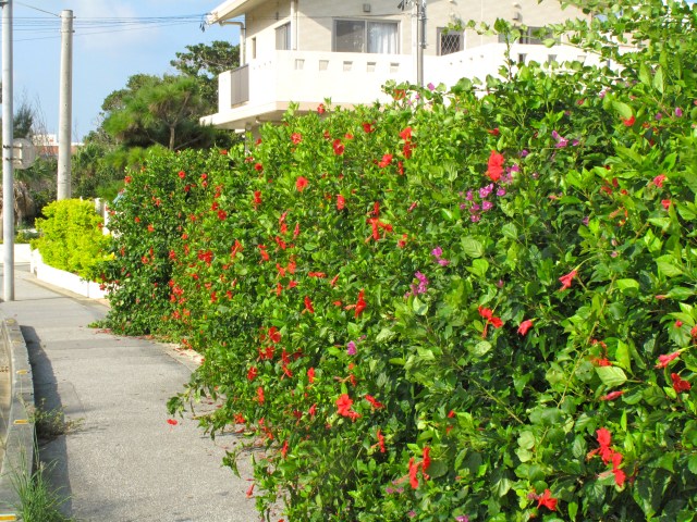 Hibiscus hedge lines the route