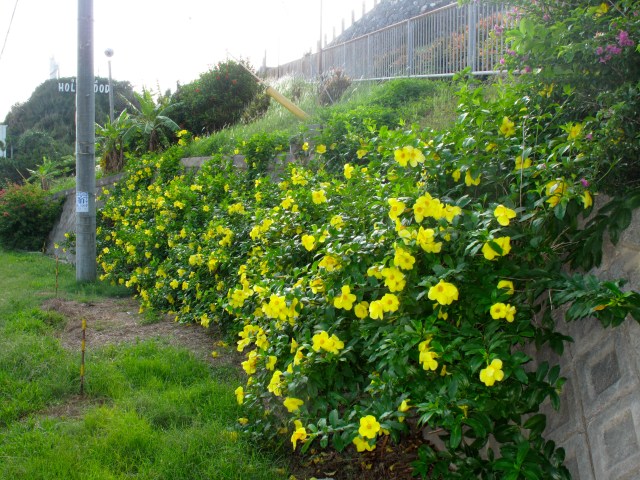 No idea what this is but it is everywhere