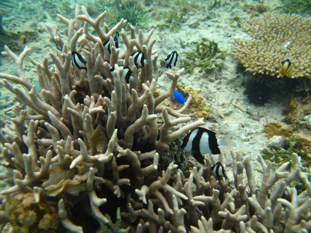 Newcastle supporters