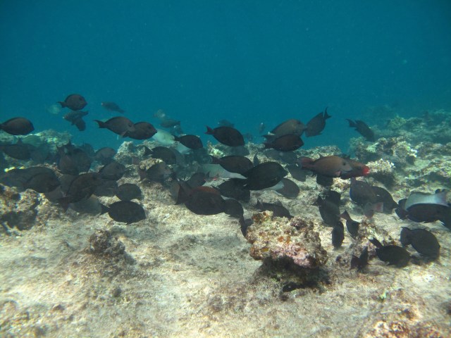 The dropoff. It goes down deep beyond that edge