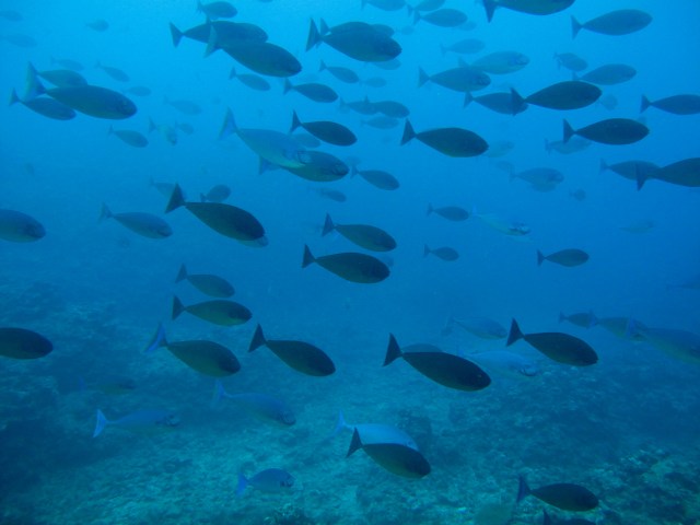 These are biggish fish who live deep.