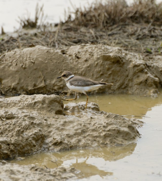 Little Ringed Plover