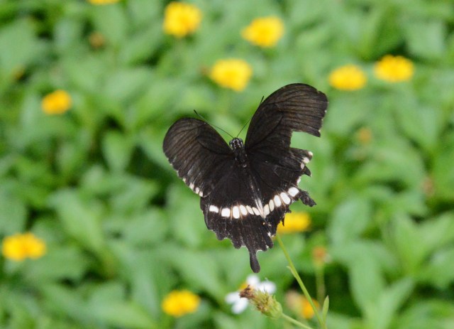 Typhoons not good for flutterbyes