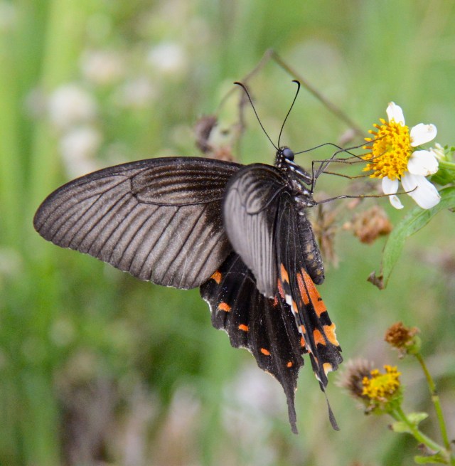 What do they think about?