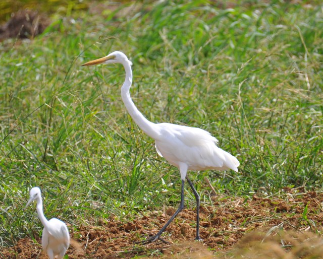Great White Egret. Notice thin kinked neck. The real giveaway I have realized after 2 years is the gape line, thin bit of skin stuff under the eye. Great White has one. The next Egret down , the Intermediate Egret, does not.